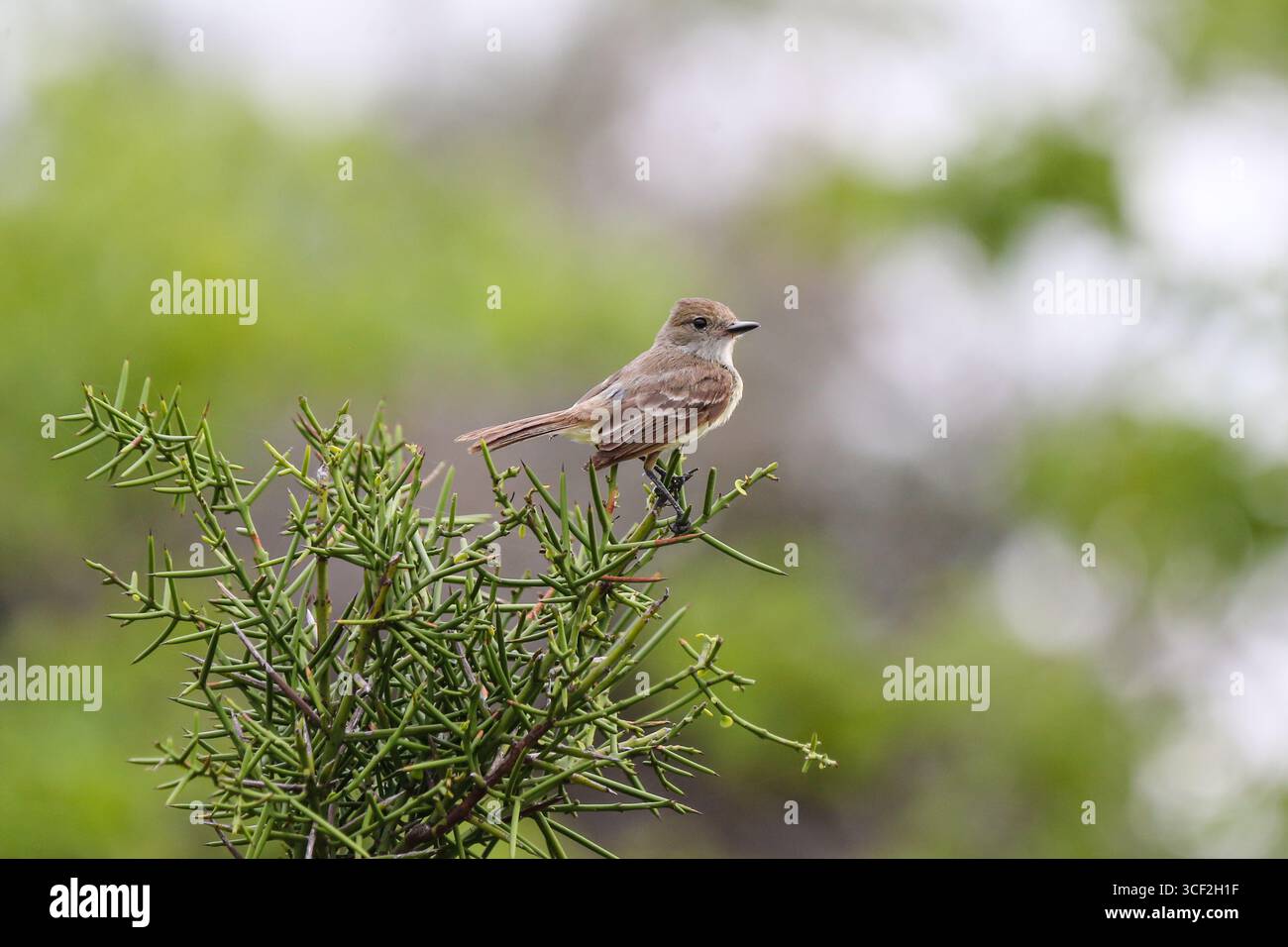 le finch de Darwin perché sur une branche des îles Galápagos, en Équateur. Banque D'Images
