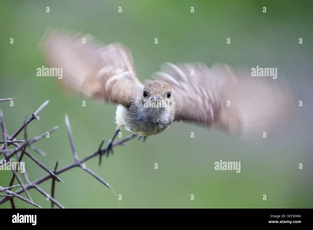 le finch de Darwin perché sur une branche des îles Galápagos, en Équateur. Banque D'Images