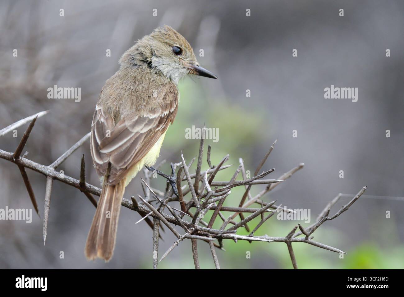 le finch de Darwin perché sur une branche des îles Galápagos, en Équateur. Banque D'Images