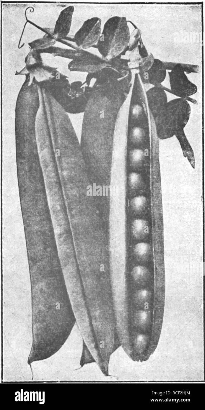 Une illustration tirée du livre de 1929 de Bronislaw Gaczyski « Ogród warzywny na dwustu metrach kwadratowych », montrant comment utiliser un espace limité pour cultiver des légumes dans de petits jardins urbains. Banque D'Images