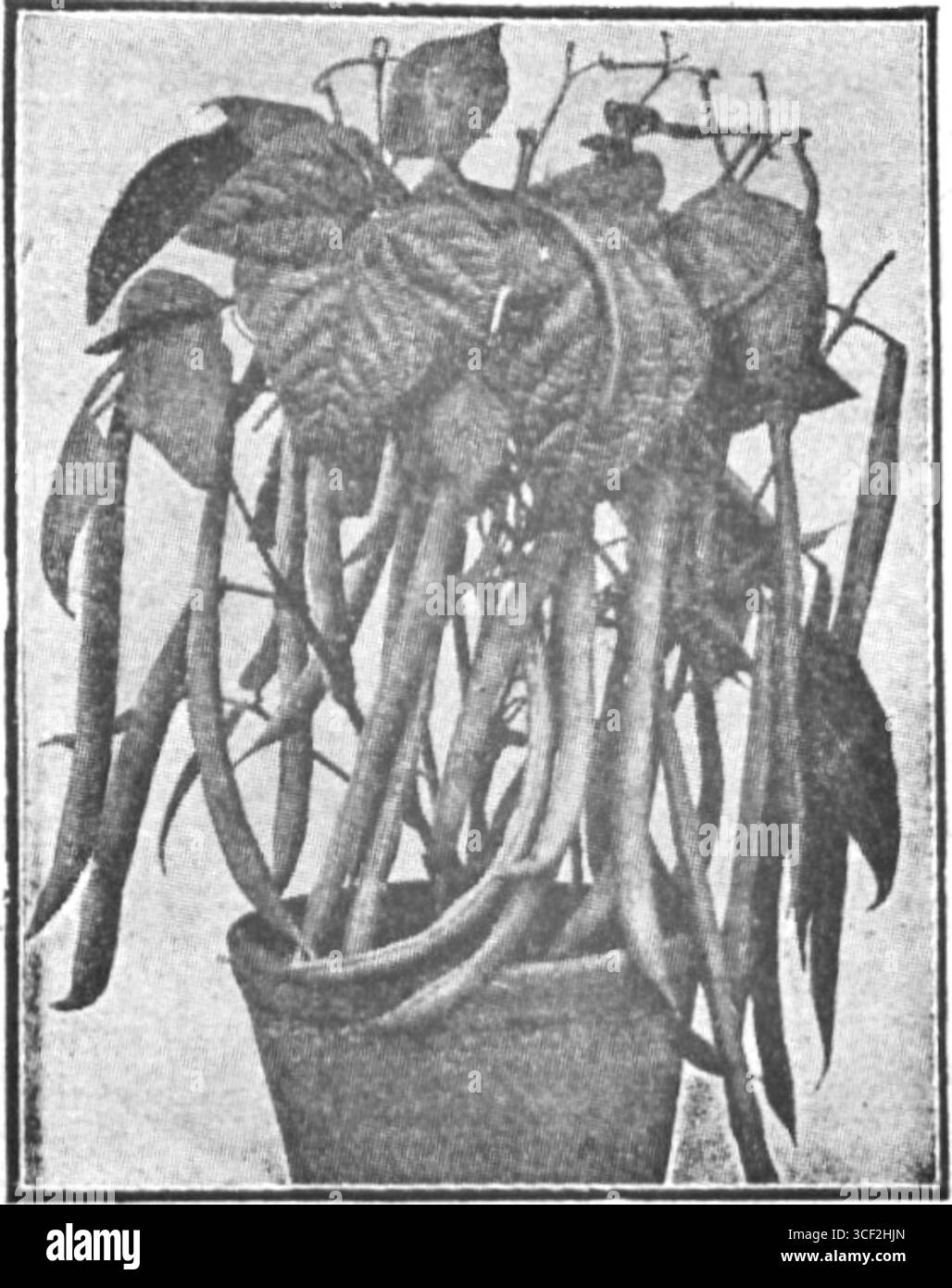 Une illustration de 1929 tirée du livre de Bronislaw Gaczyski 'Ogród warzywny na dwustu metrach kwadratowych', montrant une disposition détaillée d'un potager sur un espace de 200 mètres carrés, mettant l'accent sur l'efficacité de la culture. Banque D'Images