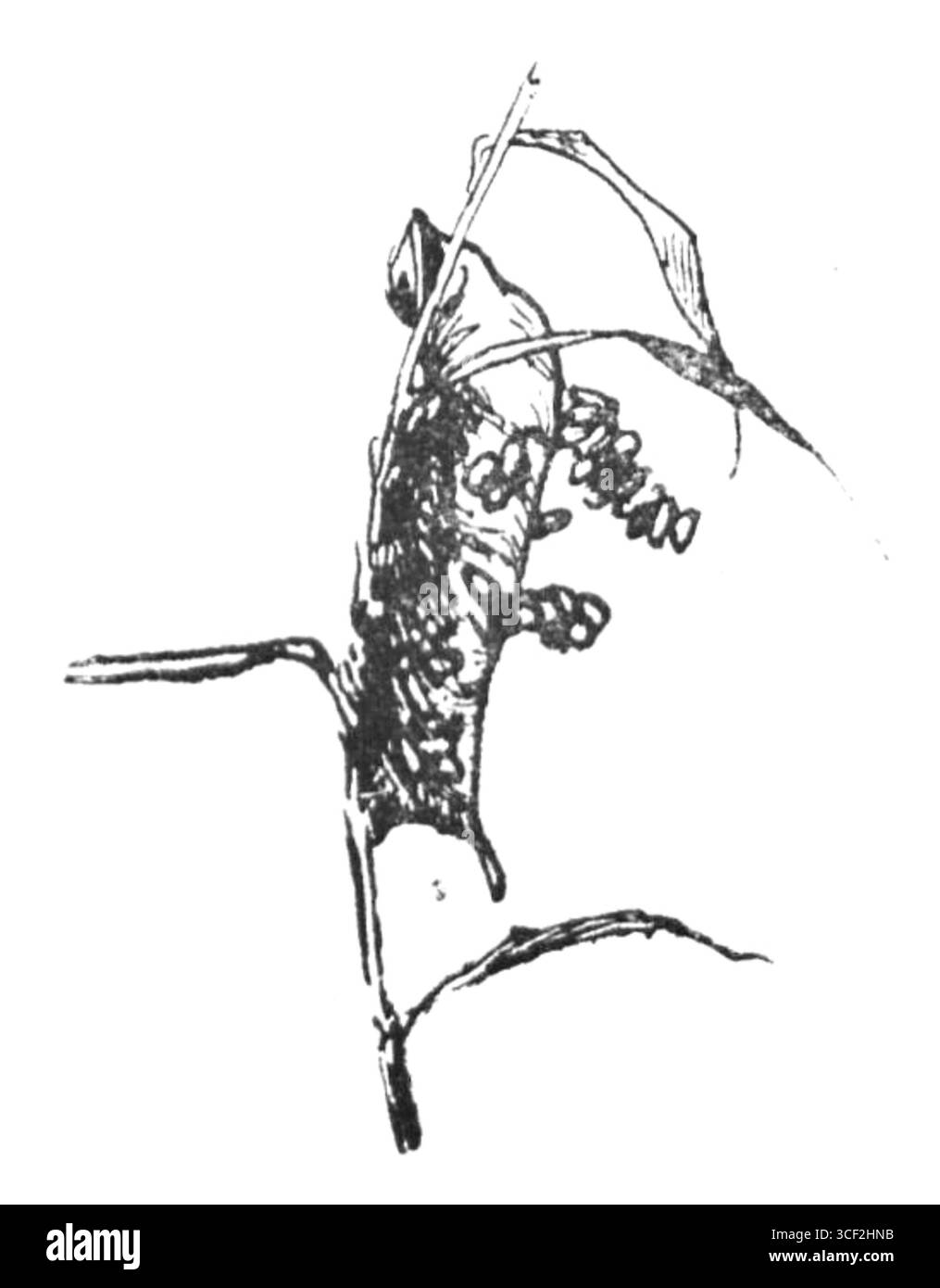 Cette illustration de 1929 tirée du livre de Bronislaw Gaczyski « Ogród warzywny na dwustu metrach kwadratowych » met en évidence une conception efficace de potager pour les petits espaces urbains. Banque D'Images