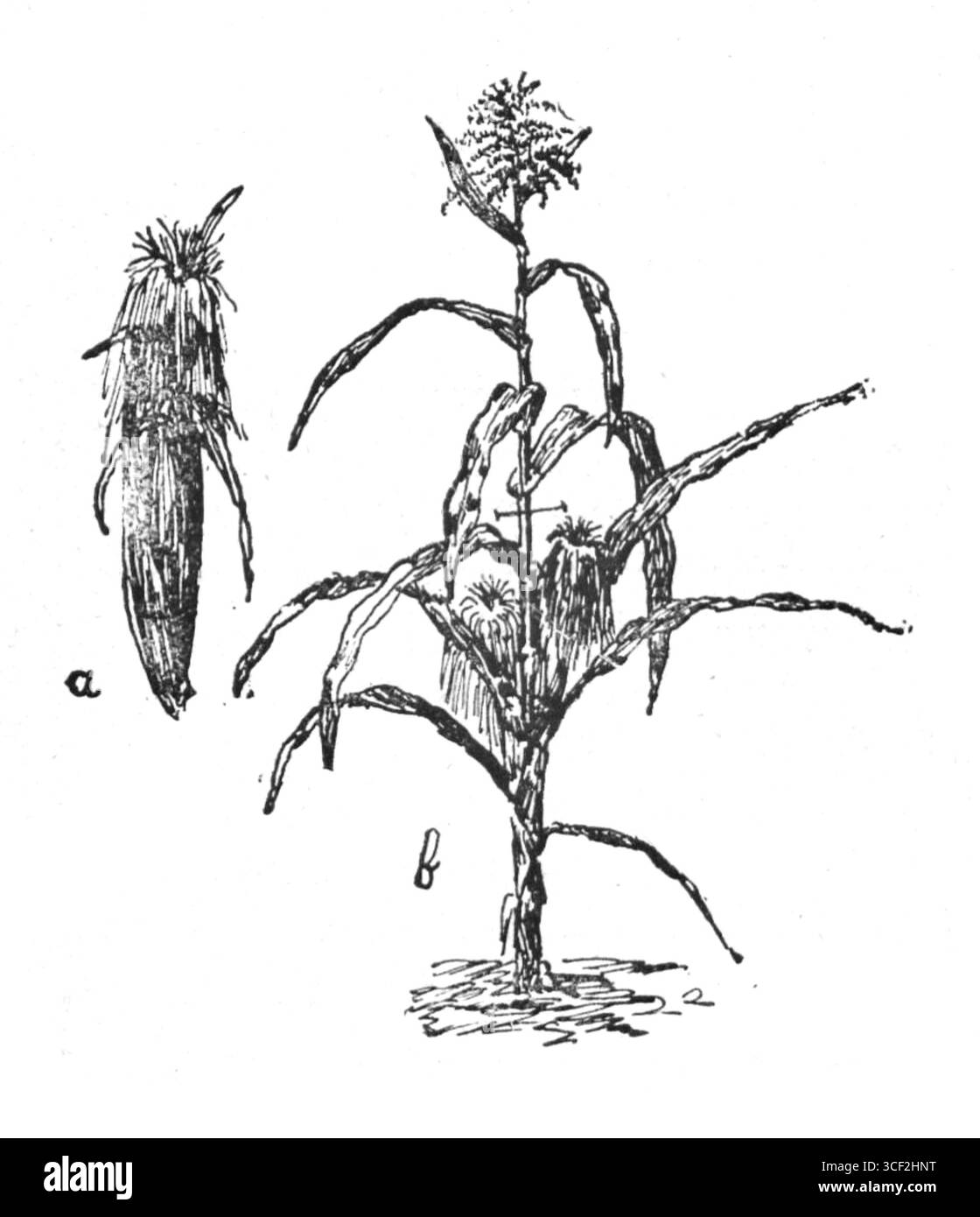 Illustration tirée du livre 'Ogród warzywny na dwustu metrach kwadratowych' de Bronislaw Gaczyski, représentant un jardin potager pour une parcelle de 200 mètres carrés. Le livre offre des conseils pratiques de jardinage pour la culture urbaine à petite échelle. Banque D'Images