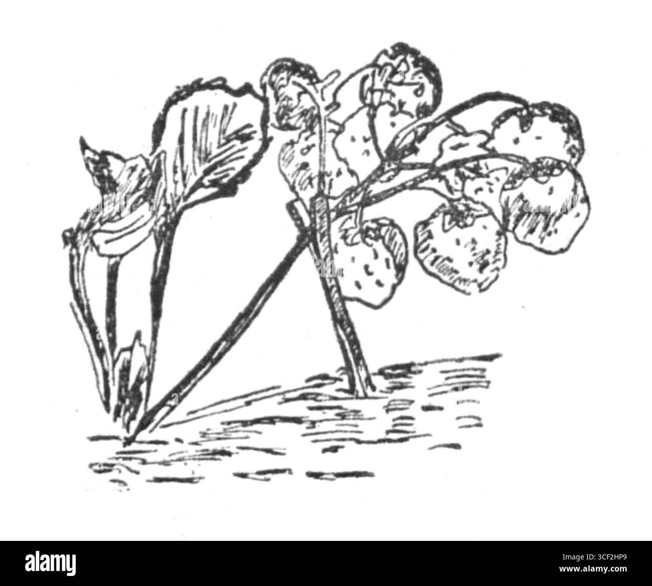 Une illustration tirée du livre de 1929 de Bronislaw Gaczyski « Ogród warzywny na dwustu metrach kwadratowych », montrant un jardin potager efficace qui utilise une parcelle de 200 mètres carrés pour une productivité maximale. Banque D'Images