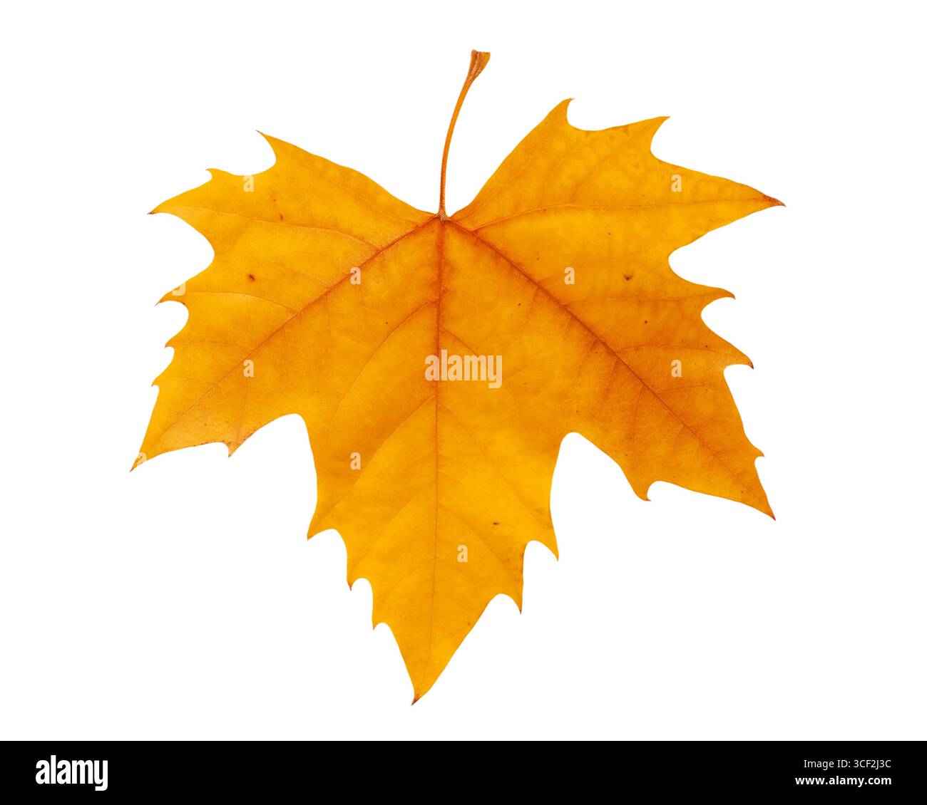 feuille automnale de couleur dorée de l'arbre platanus isolé sur fond blanc Banque D'Images