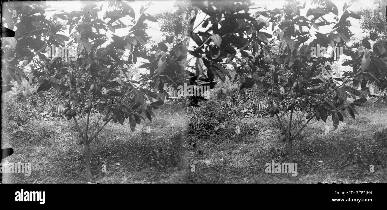 Cette photographie stéréoscopique de 1910-1940 montre un arbre fruitier. L'image mesure 6 x 13 cm (2 3/8 x 5 1/8 po.) et donne un aperçu de l'environnement agricole de l'époque, mettant en valeur la croissance naturelle des plantes et l'importance des arbres fruitiers dans l'agriculture du début du xxe siècle. Banque D'Images