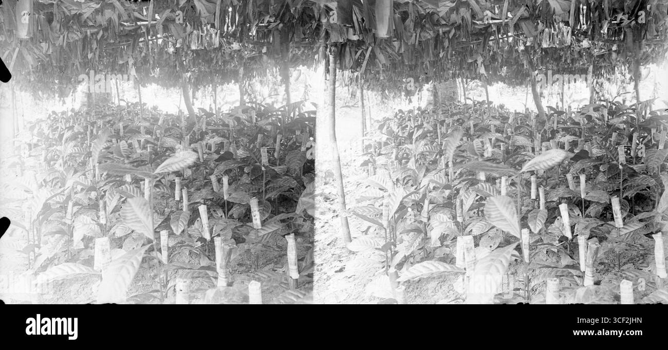 Cette photographie stéréoscopique, prise entre 1910 et 1940, montre de jeunes plantes protégées par un abri. L'image, mesurant 6 x 13 cm (2 3/8 x 5 1/8 po), illustre les premières pratiques agricoles, en particulier les techniques de protection des plantes utilisées dans les plantations pendant cette période. Banque D'Images