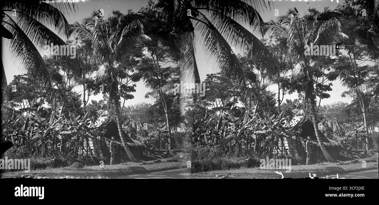 Ce stéréophotogramme de 1910-1940 montre une petite habitation entourée de palmiers et d’autres végétaux, mettant en évidence le lien entre le logement indigène et l’environnement naturel dans les régions tropicales. Banque D'Images