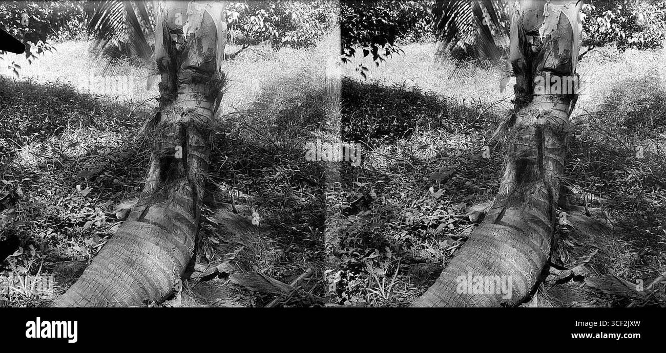 Une photographie stéréoscopique de 1920-1950 montrant un palmier tordu. L'image mesure 9 x 12 cm (3 9/16 x 4 3/4 pouces). Banque D'Images