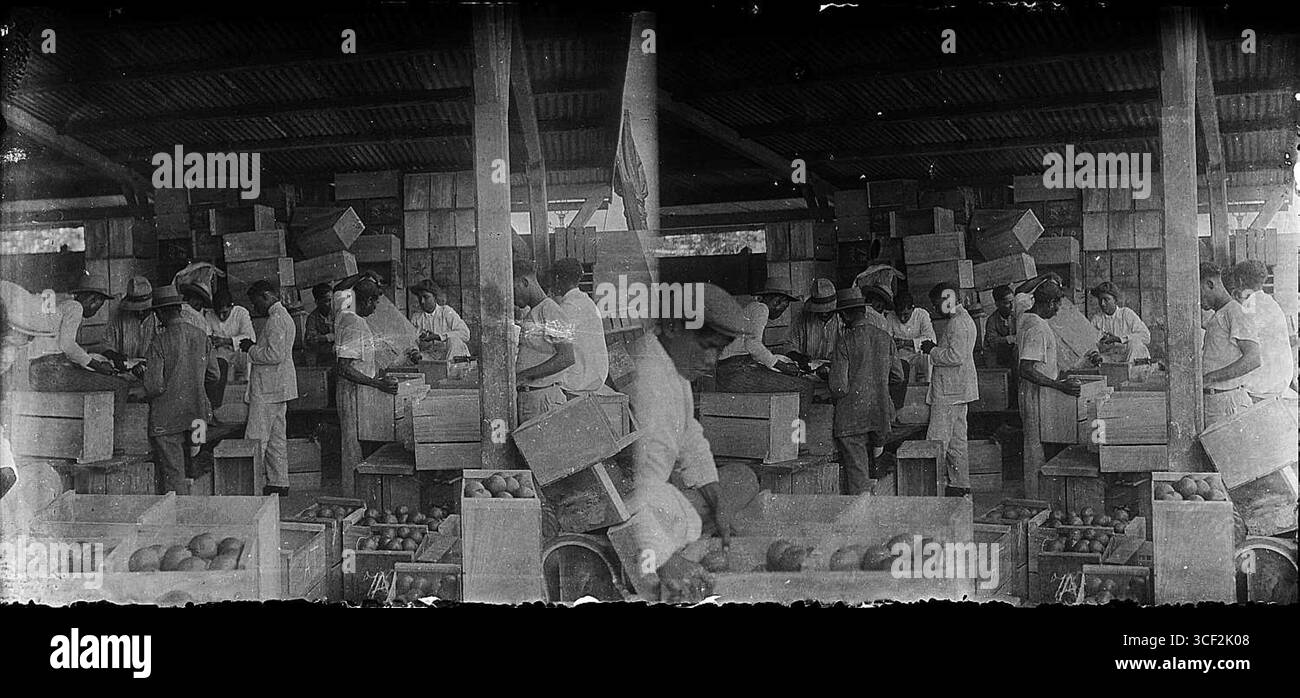 Photographie stéréoscopique de septembre 1924 montrant des oranges inspectées et emballées pour expédition. L'image mesure 6 x 13 cm (2 3/8 x 5 1/8 pouces). Banque D'Images