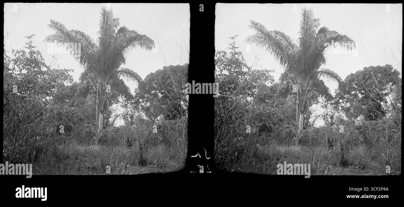 Photographie stéréoscopique de 1940 montrant un palmier Maripa au Suriname. L'image fait partie de la collection NMvWereldculturen, mesurant 6 x 13 cm (2 3/8 x 5 1/8 po). Banque D'Images