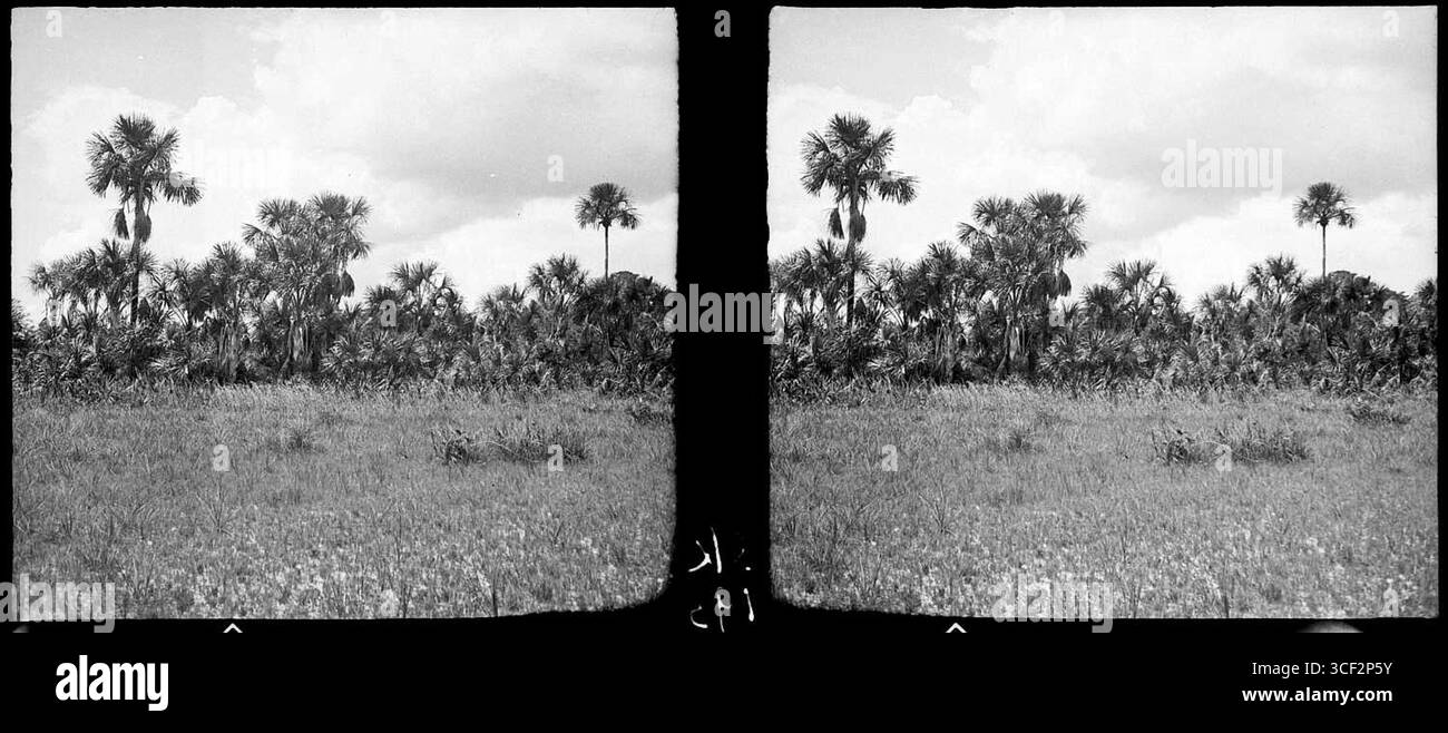 Une image stéréoscopique de 1940 de la collection NMvWereldculturen montrant une bande de palmiers mauriciens le long d’un cours d’eau dans la savane près de Zanderij I au Suriname. Dimensions : 6 x 13 cm (2 3/8 x 5 1/8 po). Banque D'Images