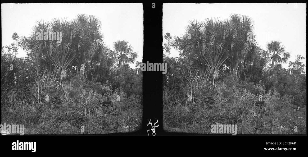 Cette photographie stéréoscopique de 1940 représente un palmier mauricien près de Zanderij II le long de la ligne de chemin de fer vers Kabel au Suriname. Il fait partie de la collection NMvWereldculturen, mesurant 6 x 13 cm (2 3/8 x 5 1/8 po). Banque D'Images