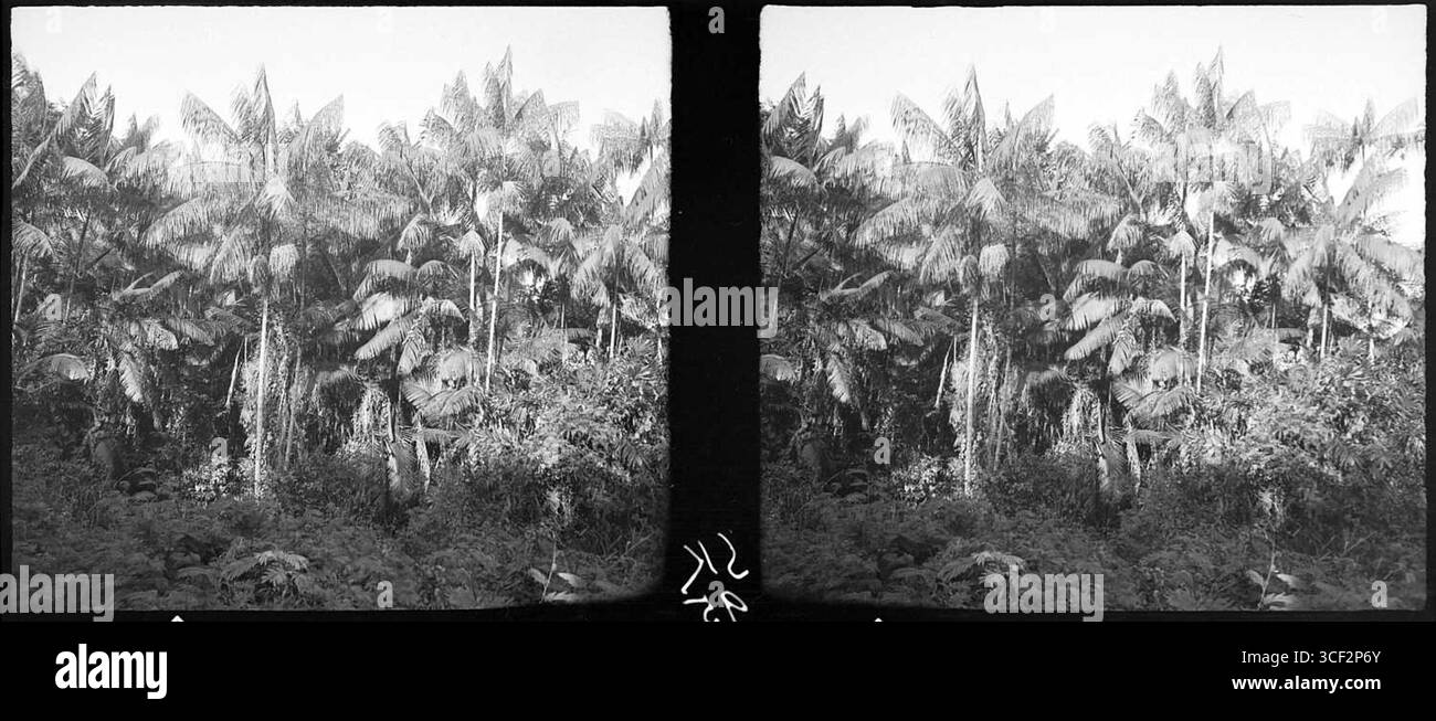 Une image stéréoscopique de 1940, montrant Euterpe oleracea, une espèce de palmier, le long de la ligne de chemin de fer au Suriname. Fait partie de la collection NMvWereldculturen, mesurant 6 x 13 cm (2 3/8 x 5 1/8 po). Banque D'Images