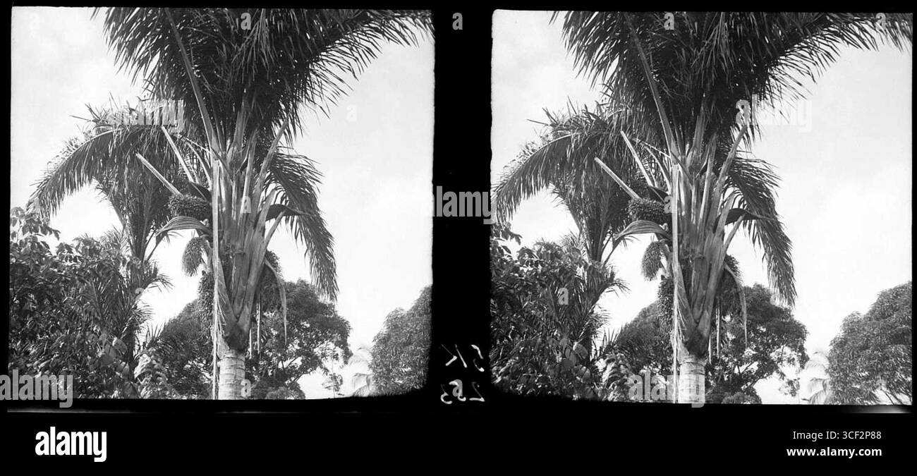Cette photographie stéréoscopique de 1940 montre un palmier Maripa au Suriname, mesurant 6 x 13 cm (2 3/8 x 5 1/8 po), qui fait partie de la collection NMvWereldculturen. Banque D'Images