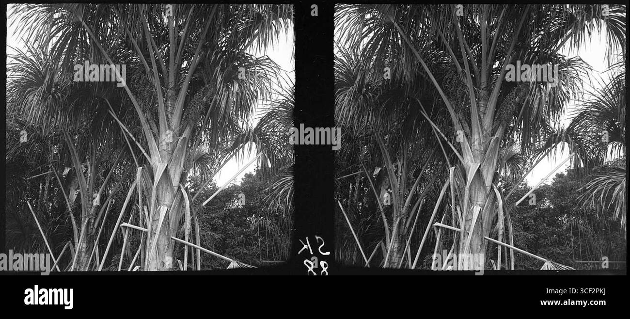 Une image stéréoscopique de 1940 montrant une variété de paumes. Cette photographie fait partie de la collection NMvWereldculturen, mesurant 6 x 13 cm (2 3/8 x 5 1/8 po). Banque D'Images