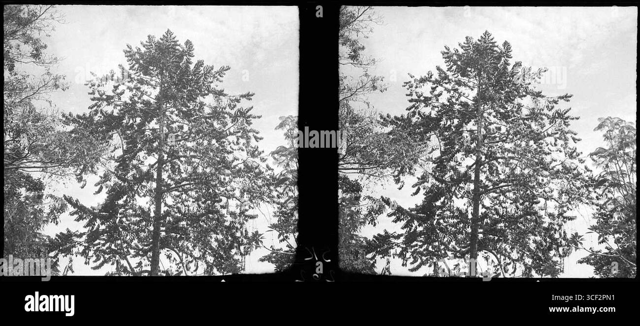 Une photographie stéréoscopique de 1940 de Canangium odoratum dans le jardin culturel de Paramaribo, Suriname. L'image fait partie de la collection NMvWereldculturen, mesurant 6 x 13 cm (2 3/8 x 5 1/8 po). Banque D'Images