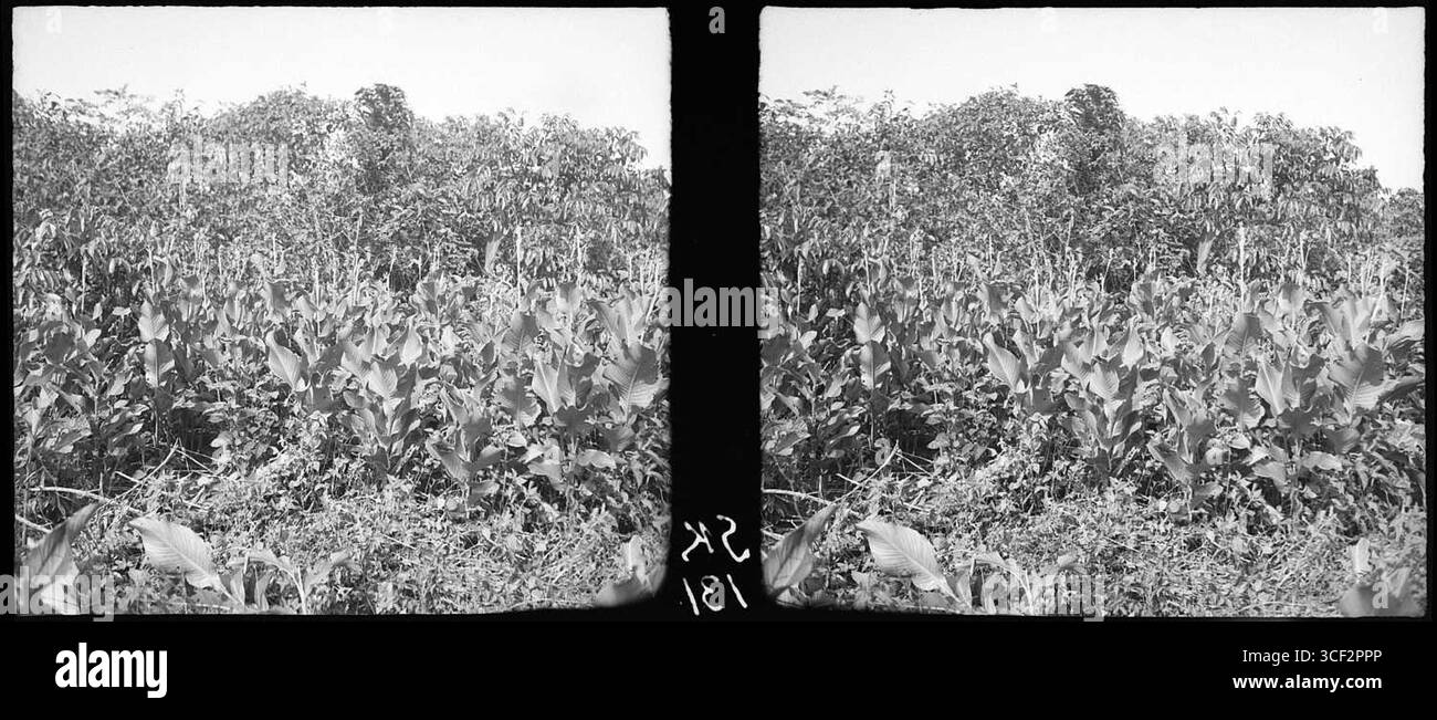 Cette photographie stéréoscopique de 1940 du Suriname montre Canna glauca poussant comme mauvaise herbe sur des terres défrichées, mesurant 6 x 13 cm (2 3/8 x 5 1/8 po), qui fait partie de la collection NMvWereldculturen. Banque D'Images