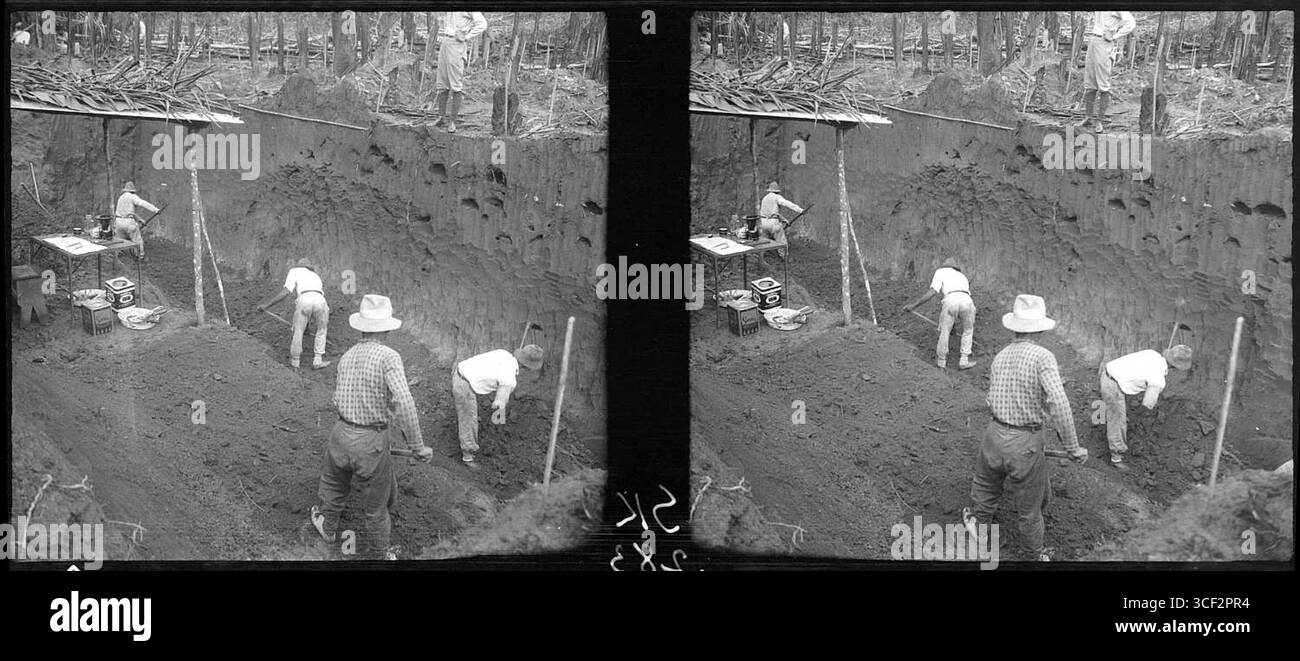 Photographie stéréoscopique de 1940 montrant l'excavation systématique d'un nid de fourmis parasol. Cette image met en évidence le processus complexe d'étude des colonies d'insectes. Banque D'Images