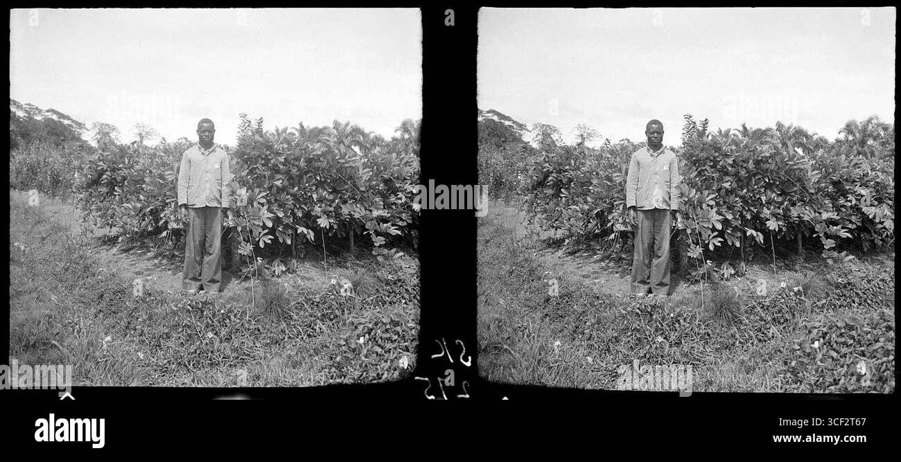 Cette photo stéréoscopique de 1940 représente la plantation de derris dans un jardin culturel. Derris est une légumineuse connue pour ses utilisations dans la rotation des cultures et la fertilité des sols. Banque D'Images Cette photo stéréoscopique de 1940 représente la plantation de derris dans un jardin culturel. Derris est une légumineuse connue pour ses utilisations dans la rotation des cultures et la fertilité des sols. Banque D'Images