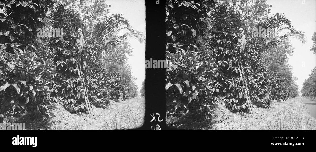 Cette image stéréoscopique de 1940 montre des travailleurs cueillant du café libérien dans la plantation Maasstroom au Suriname. La photographie donne un aperçu de la nature intensive de la récolte de café au cours des années 1940 Banque D'Images