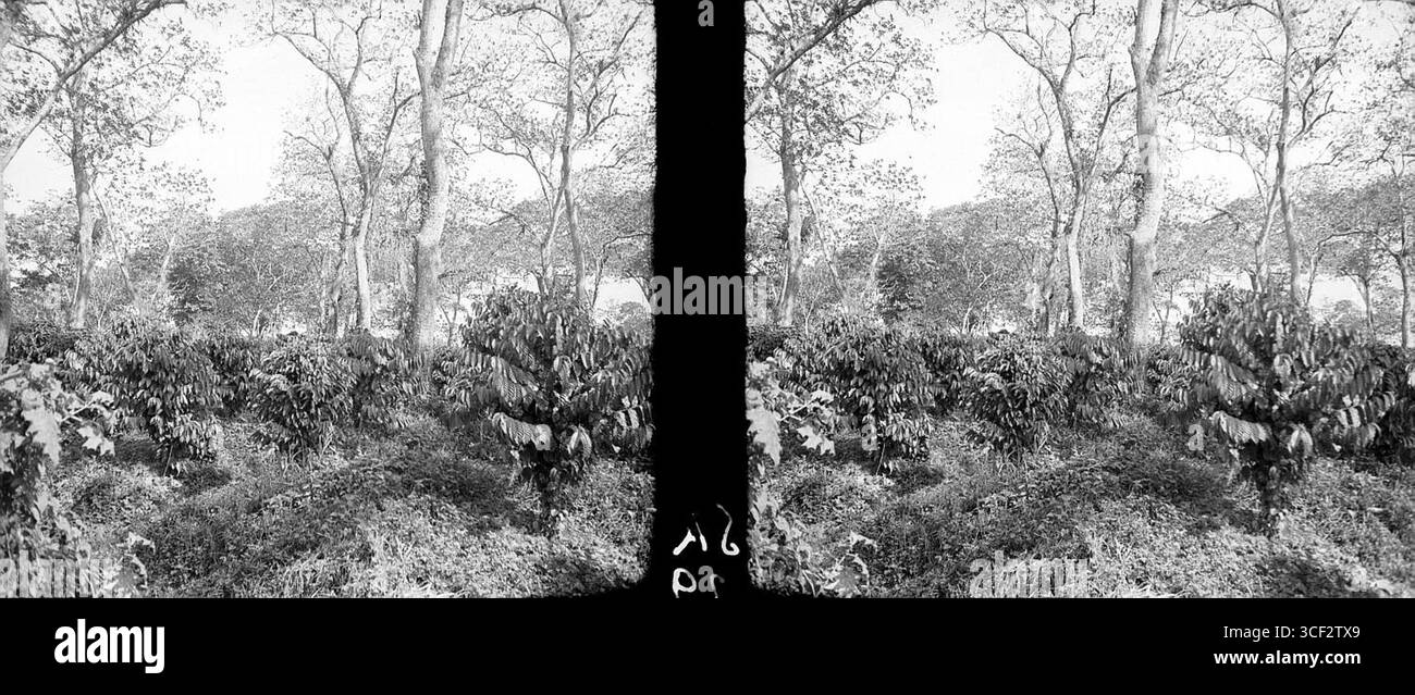 Cette image stéréoscopique de 1940 montre des plants de caféier canephora à la plantation Waterland au Suriname. La photo montre les techniques de culture du café utilisées dans la région au début du XXe siècle. Banque D'Images