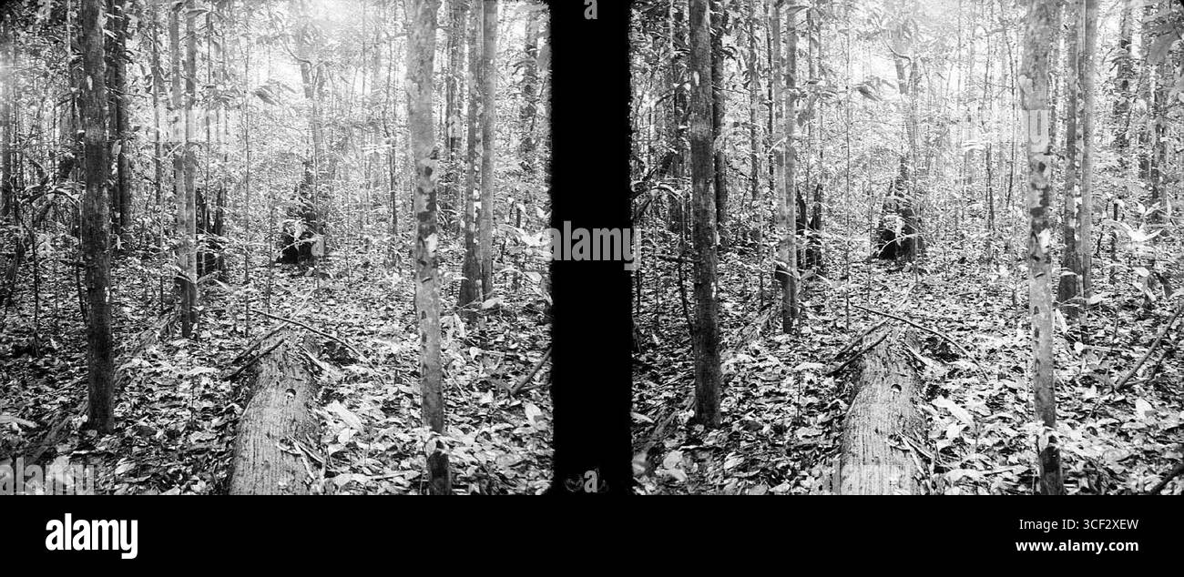 Une image stéréoscopique de 1946-1947 représentant les restes brûlés dans une jeune forêt de Walaba. L'image illustre les conséquences d'un incendie dans une zone de forêt tropicale au Suriname. Banque D'Images