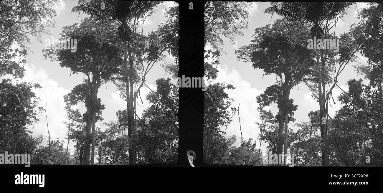 Cette image stéréoscopique de 1946-1947 montre les sommets des palmiers Possentrie (Hura crepitans) et Maximiliana Maripa, capturant la canopée d'une forêt tropicale. Dimensions : 6 x 13 cm. Banque D'Images