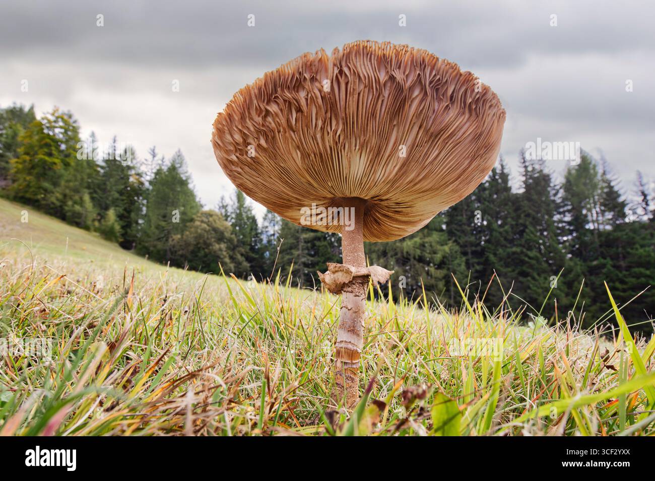 Vue rapprochée à bas angle d'un Macrolepiota procera mature, communément appelé champignon parasol, poussant dans un pré de montagne. Les branchies et le grand chapeau sont clairement visibles, avec l'anneau caractéristique autour de la tige haute et mince. Photographié à Monte Agudo, Auronzo di Cadore, province de Belluno, région de Vénétie, Italie. Banque D'Images