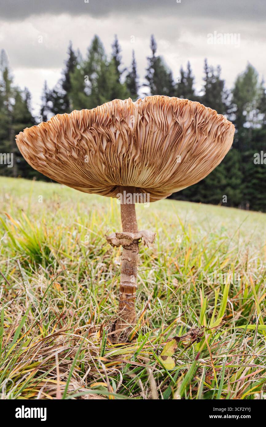 Vue rapprochée à bas angle d'un Macrolepiota procera mature, communément appelé champignon parasol, poussant dans un pré de montagne. Les branchies et le grand chapeau sont clairement visibles, avec l'anneau caractéristique autour de la tige haute et mince. Photographié à Monte Agudo, Auronzo di Cadore, province de Belluno, région de Vénétie, Italie. Banque D'Images