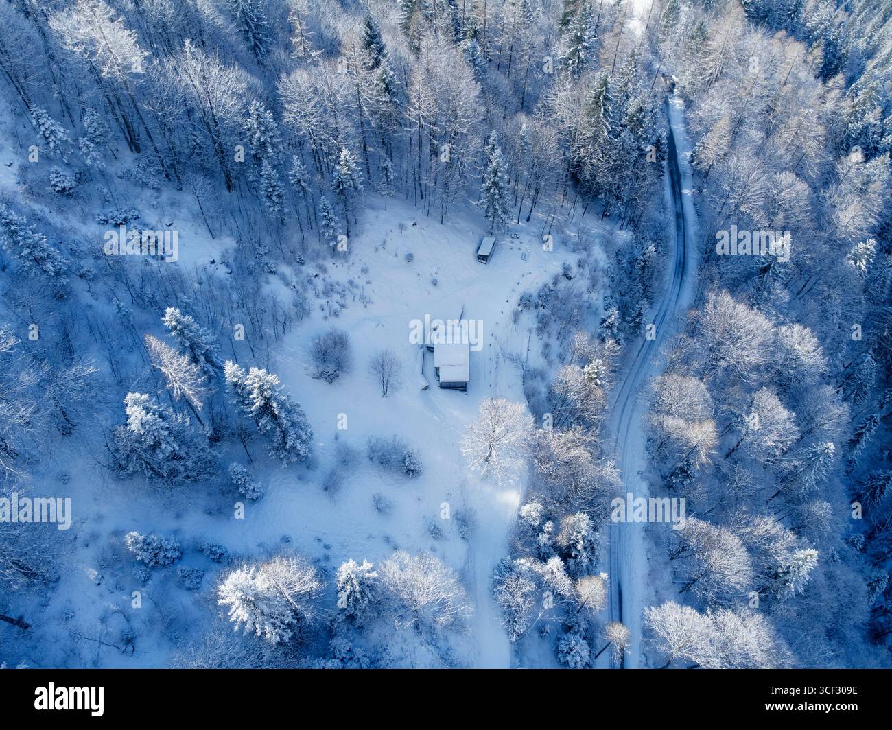 Vue aérienne d'une forêt enneigée à Agordino, Dolomites, avec des arbres enneigés et une route droite sous la lumière diffuse bleuâtre de l'hiver, province de Belluno, Vénétie, Italie Banque D'Images