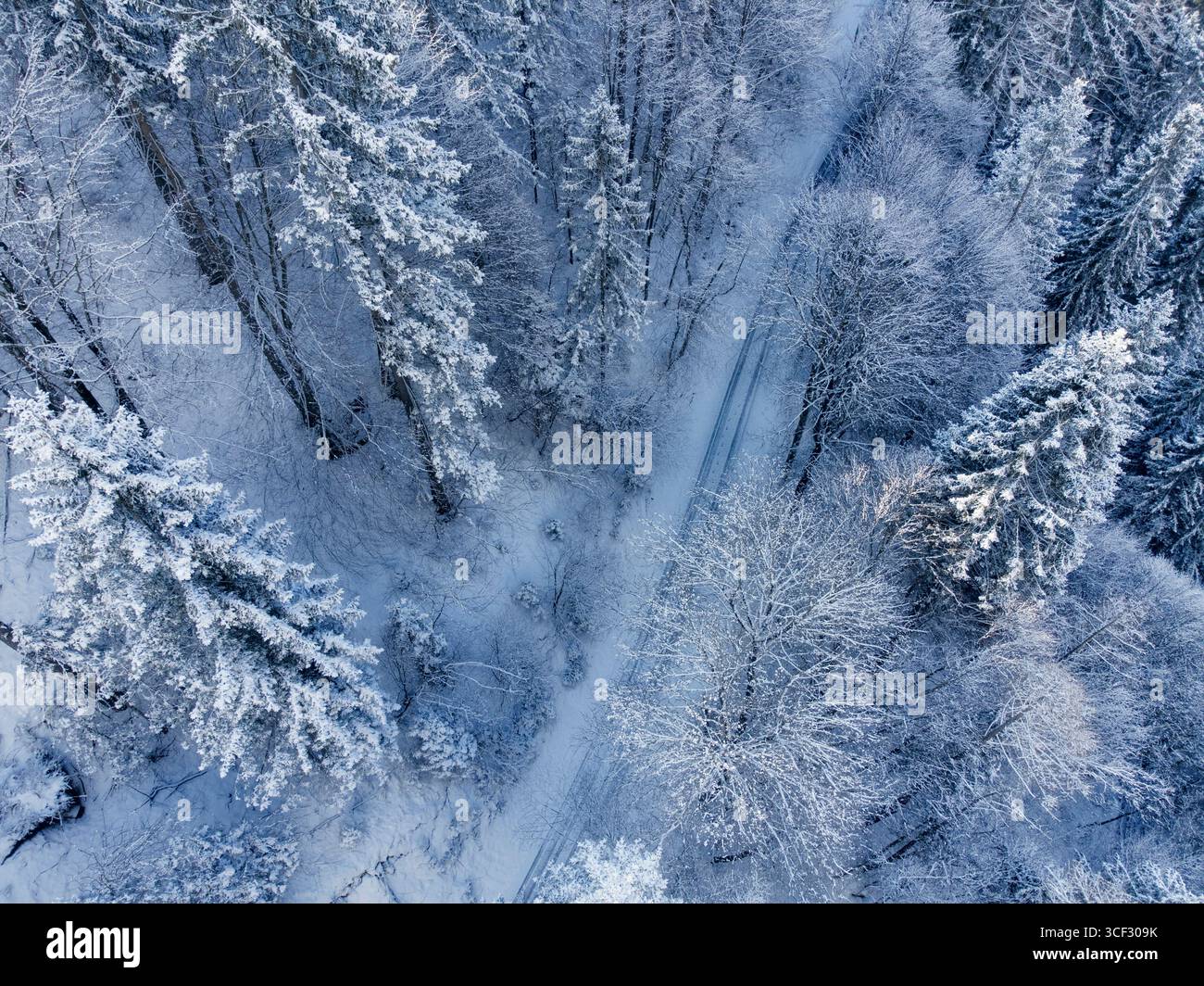 Vue aérienne d'une forêt enneigée à Agordino, Dolomites, avec des arbres enneigés et une route droite sous la lumière diffuse bleuâtre de l'hiver, province de Belluno, Vénétie, Italie Banque D'Images