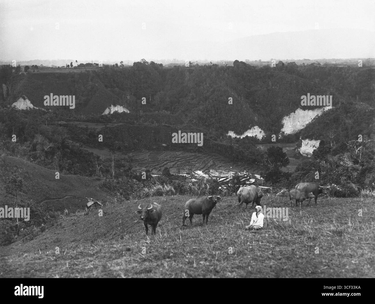 Buffles au canyon Sianok, capturés dans une photographie de 1920-1926. L'image montre des buffles qui paissent près du canyon, mettant en évidence la vie rurale dans l'ouest de Sumatra, en Indonésie. Banque D'Images Buffles au canyon Sianok, capturés dans une photographie de 1920-1926. L'image montre des buffles qui paissent près du canyon, mettant en évidence la vie rurale dans l'ouest de Sumatra, en Indonésie. Banque D'Images