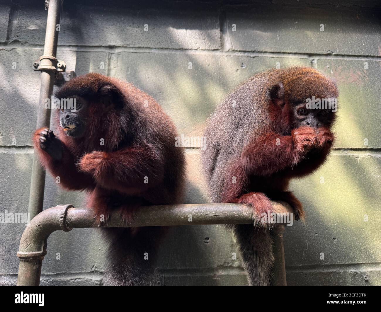 Une paire collée de singes titi cuivrés mangeant des noix au zoo de Londres Banque D'Images