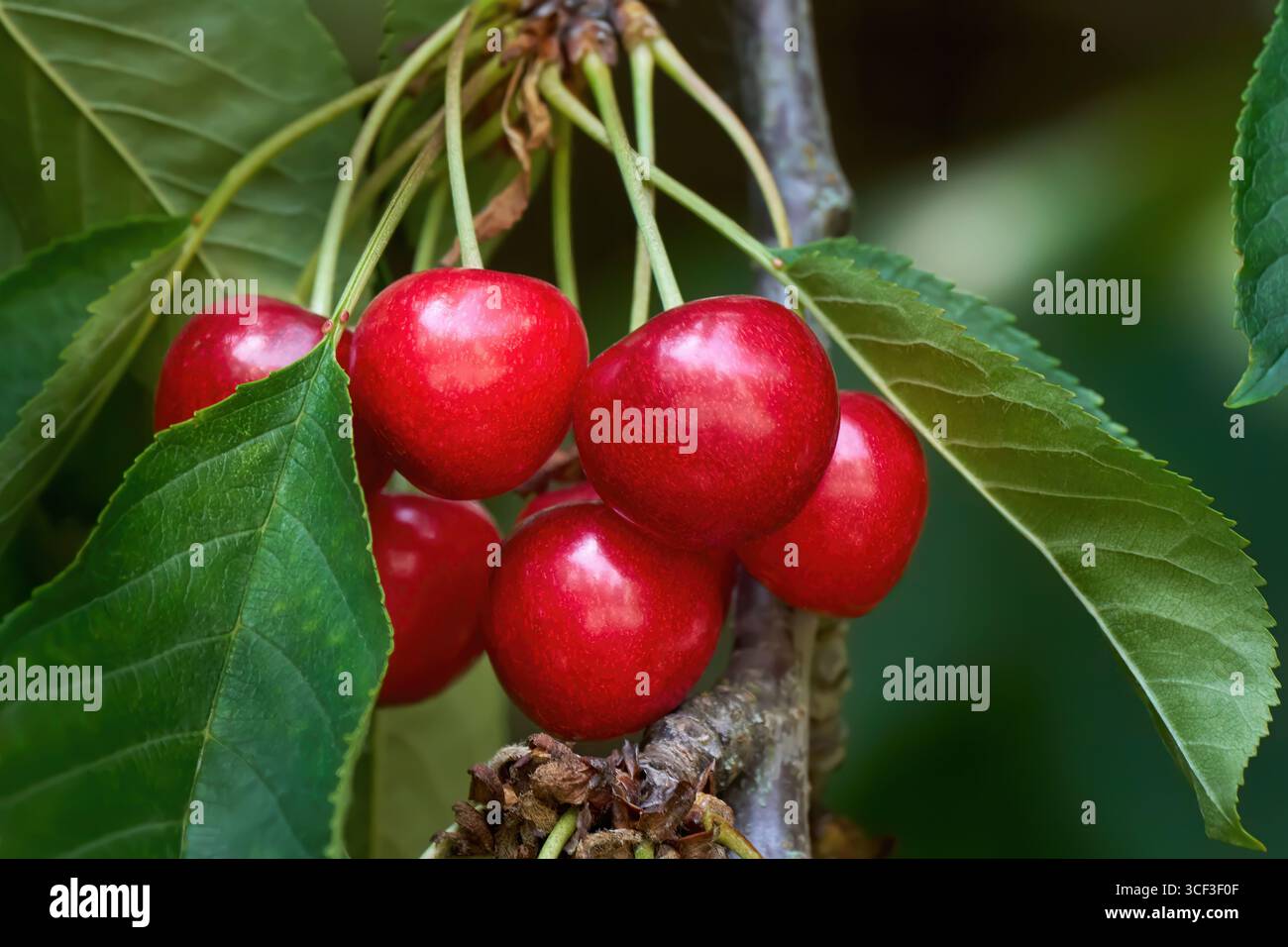 Cerises rouges mûres avec des feuilles vertes en gros plan sur le cerisier Banque D'Images