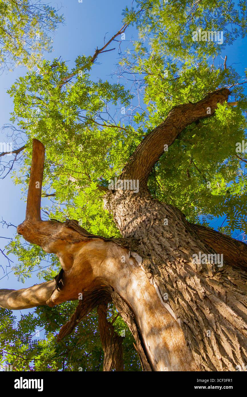 Regardant un arbre majestueux dans un parc tranquille, de vastes branches s'étendent haut vers un ciel sans nuages, tandis que la lumière du soleil filtre à travers un feuillage luxuriant Banque D'Images