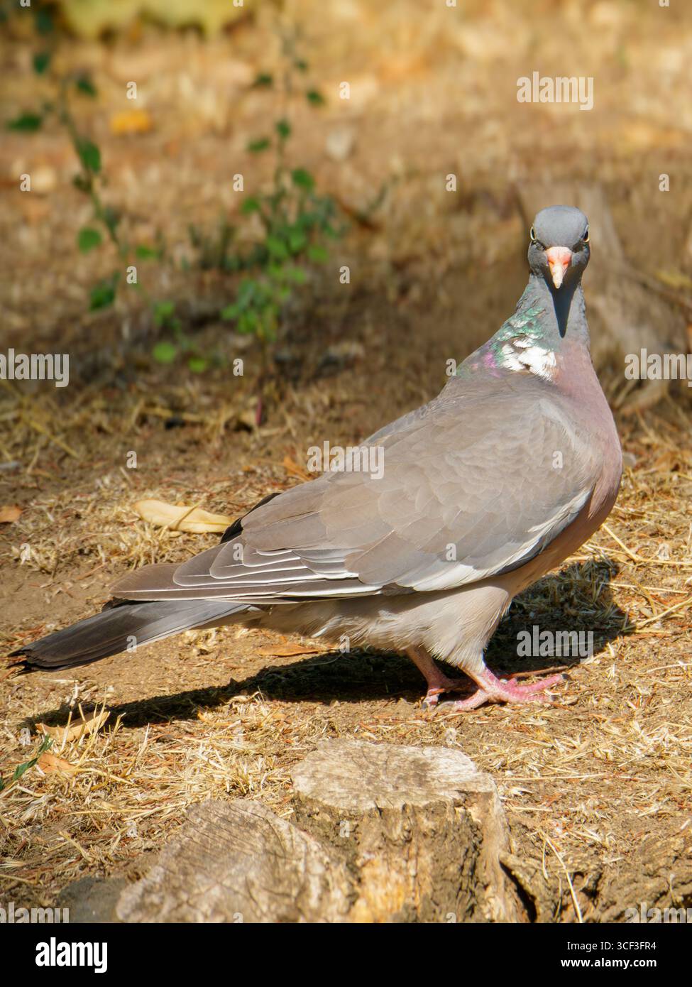 Un pigeon se tient sur le sol, ses plumes scintillant sous la lumière du soleil dans un cadre tranquille rempli de feuilles dispersées et de textures terreuses. Le Banque D'Images Un pigeon se tient sur le sol, ses plumes scintillant sous la lumière du soleil dans un cadre tranquille rempli de feuilles dispersées et de textures terreuses. Le Banque D'Images