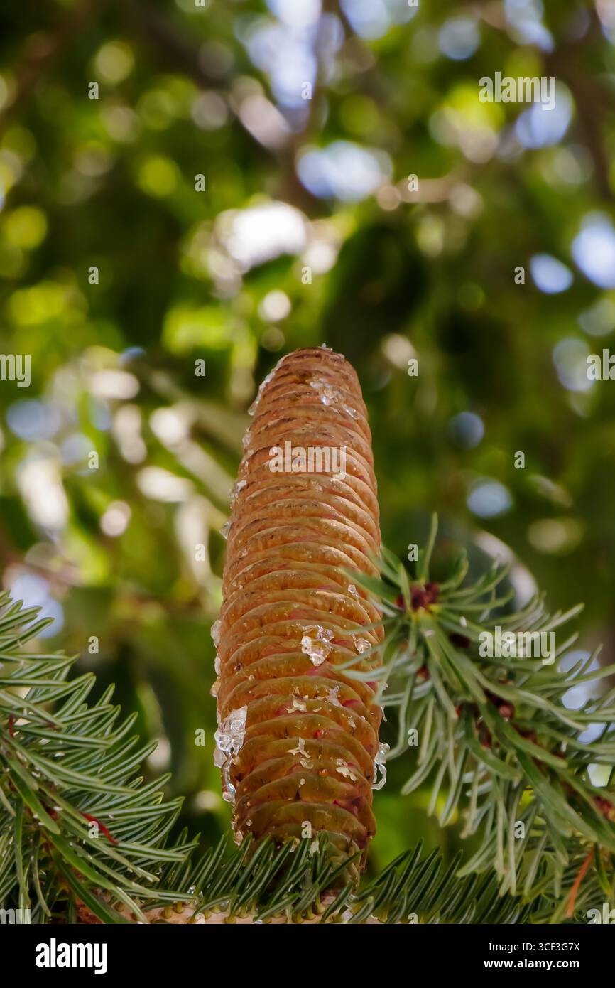 Une pomme de pin mature pend des branches d'un pin, scintillant avec des gouttelettes d'eau. La lumière du soleil filtre à travers les feuilles environnantes, la créatine Banque D'Images