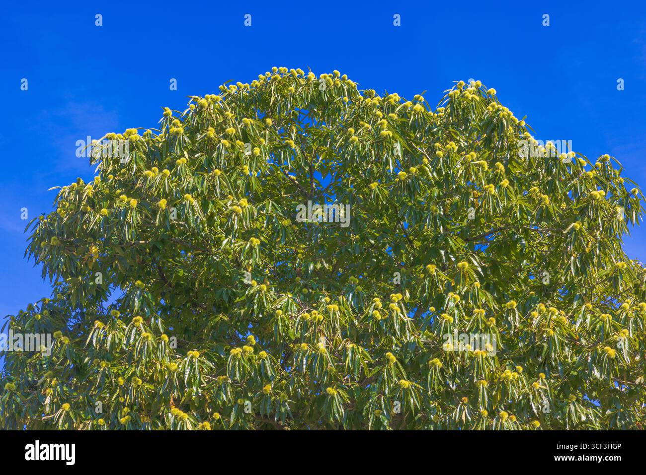 Châtaignier commun (Aesculus hippocastanum) contre ciel bleu Banque D'Images