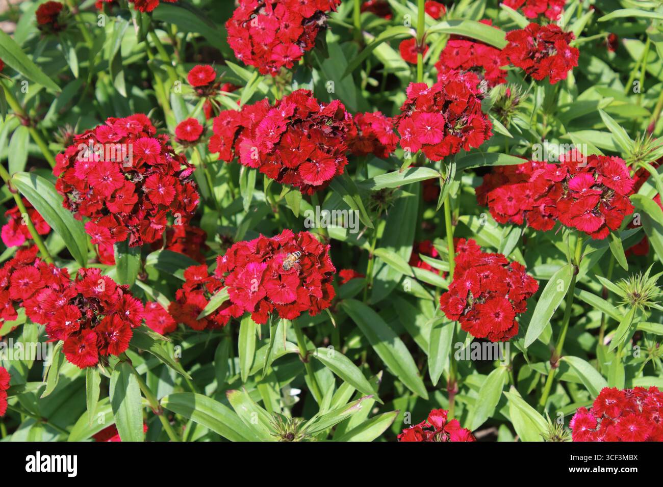 Doux William (Dianthus barbatus 'Sweet Red F1') Banque D'Images