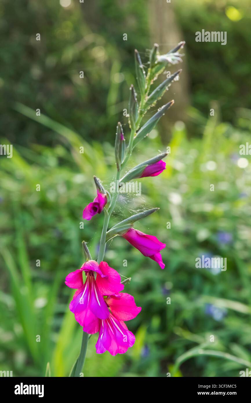 Angleterre, Somerset, Bath, jardins botaniques, fleurs Banque D'Images