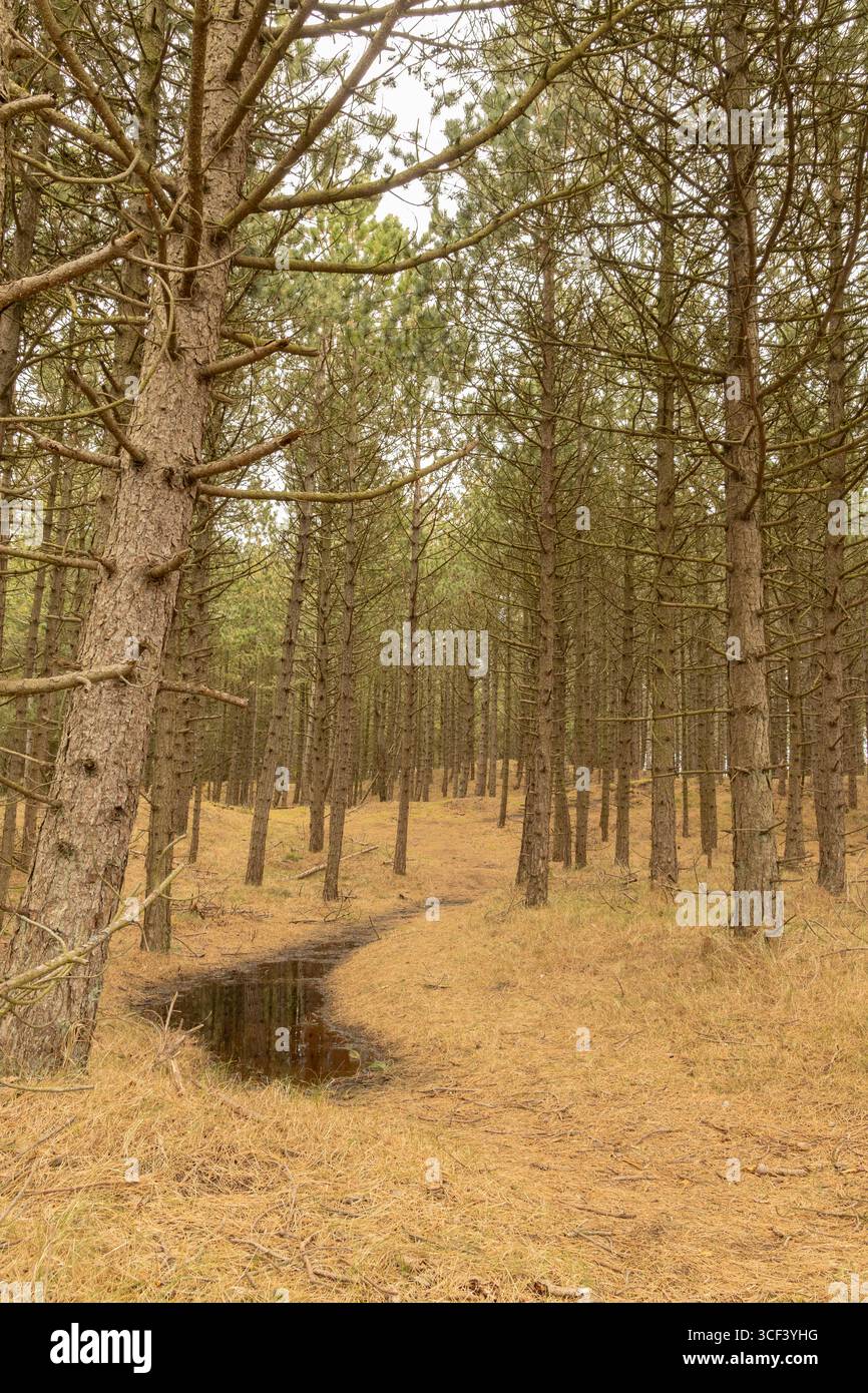Vue sur le sol forestier humide entre les pins dans la zone forestière sur l'île de Römo, Syddanmark, Danemark Banque D'Images