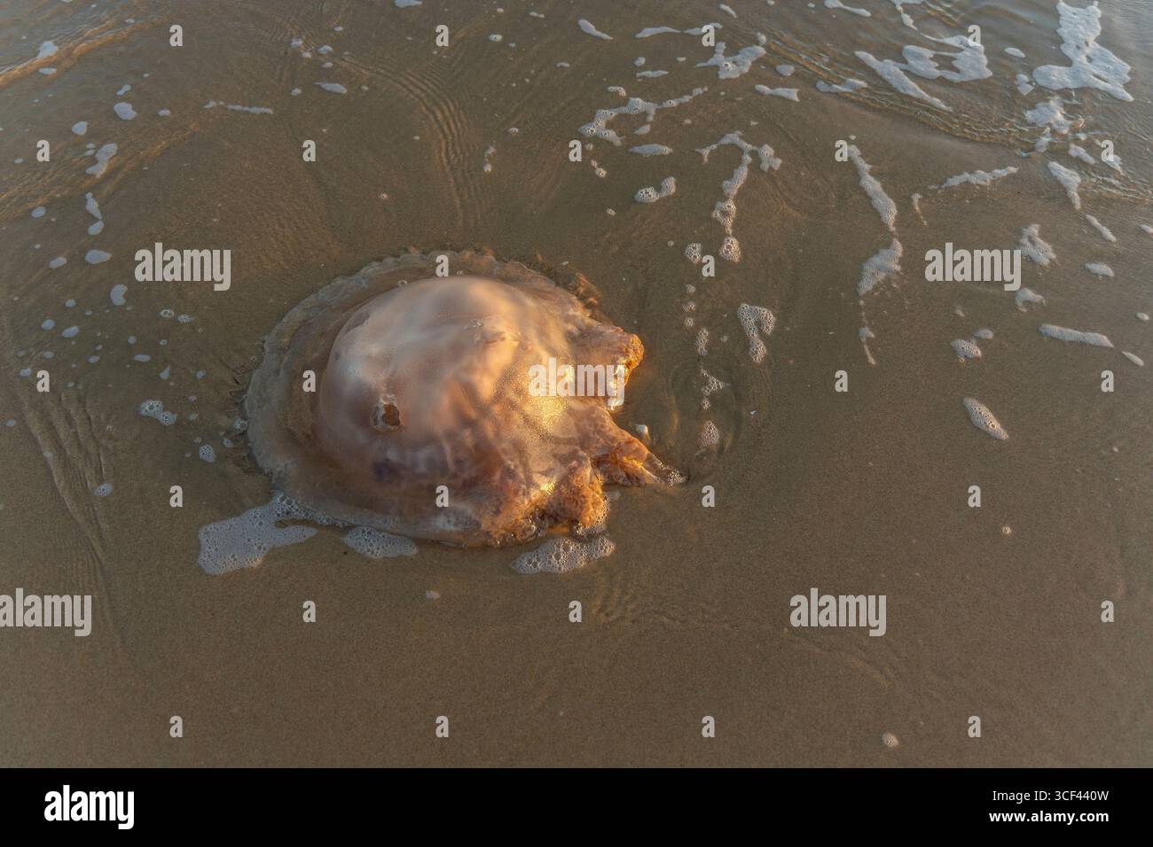 Méduses mortes sur la plage de sable de Praia do Poco Velho, Praia da Falesia, Quarteira, Algarve, Portugal Banque D'Images