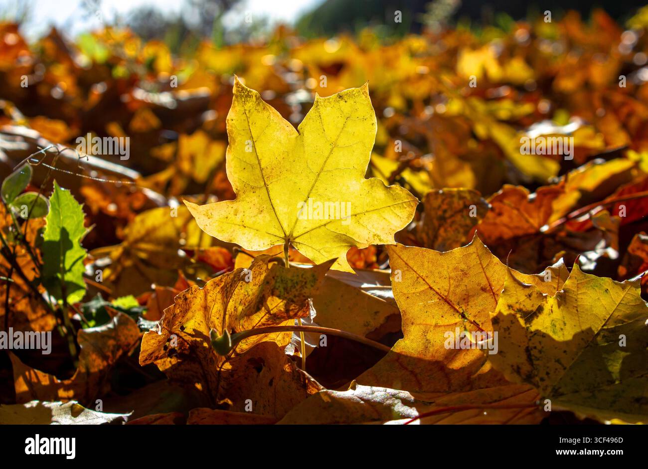 Gros plan tombé sec feuilles jaunes couvertes de sol. Parc d'automne avec des feuilles tombées. Chaude journée d'automne. Banque D'Images