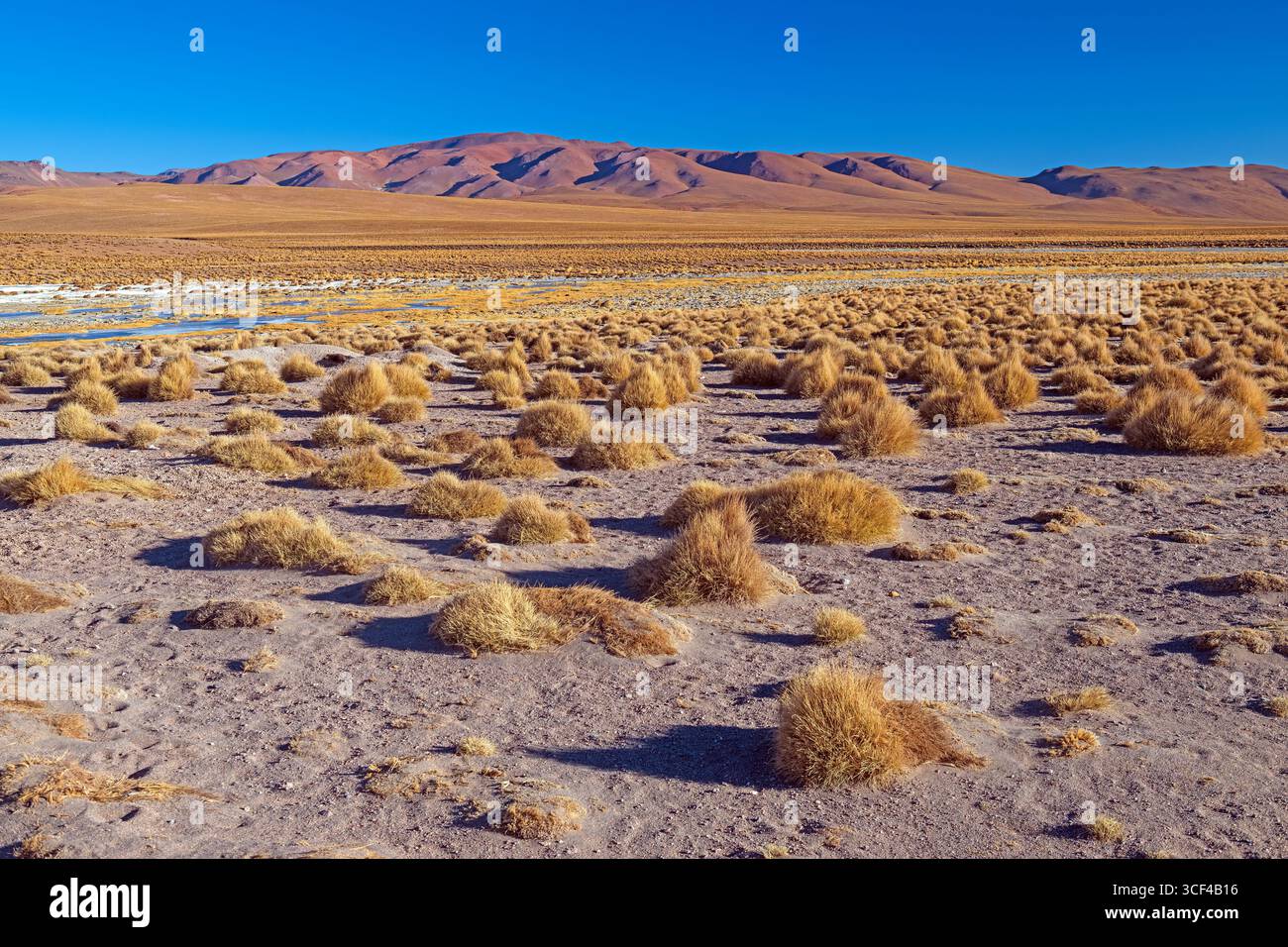 Touffes herbeuses sur un paysage altiplano aride en Bolivie Banque D'Images