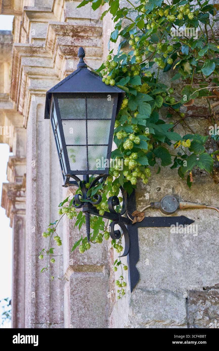 Lanterne murale traditionnelle en fonte avec plante de houblon Banque D'Images