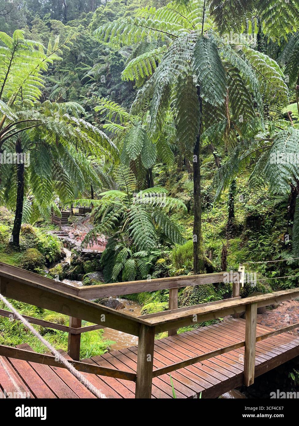 Passerelle en bois à travers une végétation tropicale luxuriante au Centre d'interprétation environnementale Caldeira Velha, île de São Miguel, Açores, Portugal. - Image de stock capturée avec un smartphone