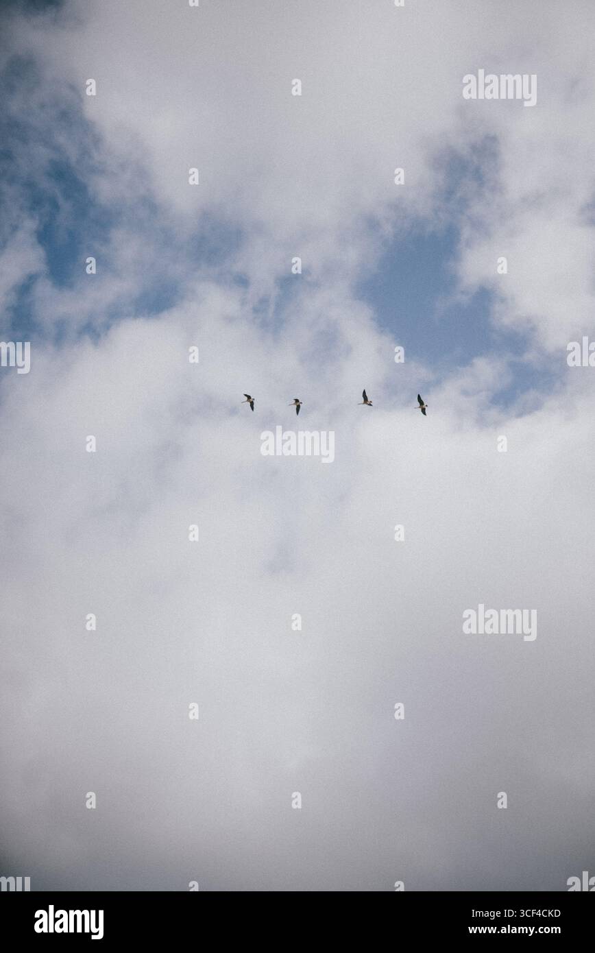 Un troupeau d'oiseaux volant dans le ciel. Le ciel est principalement nuageux avec quelques taches bleues Banque D'Images