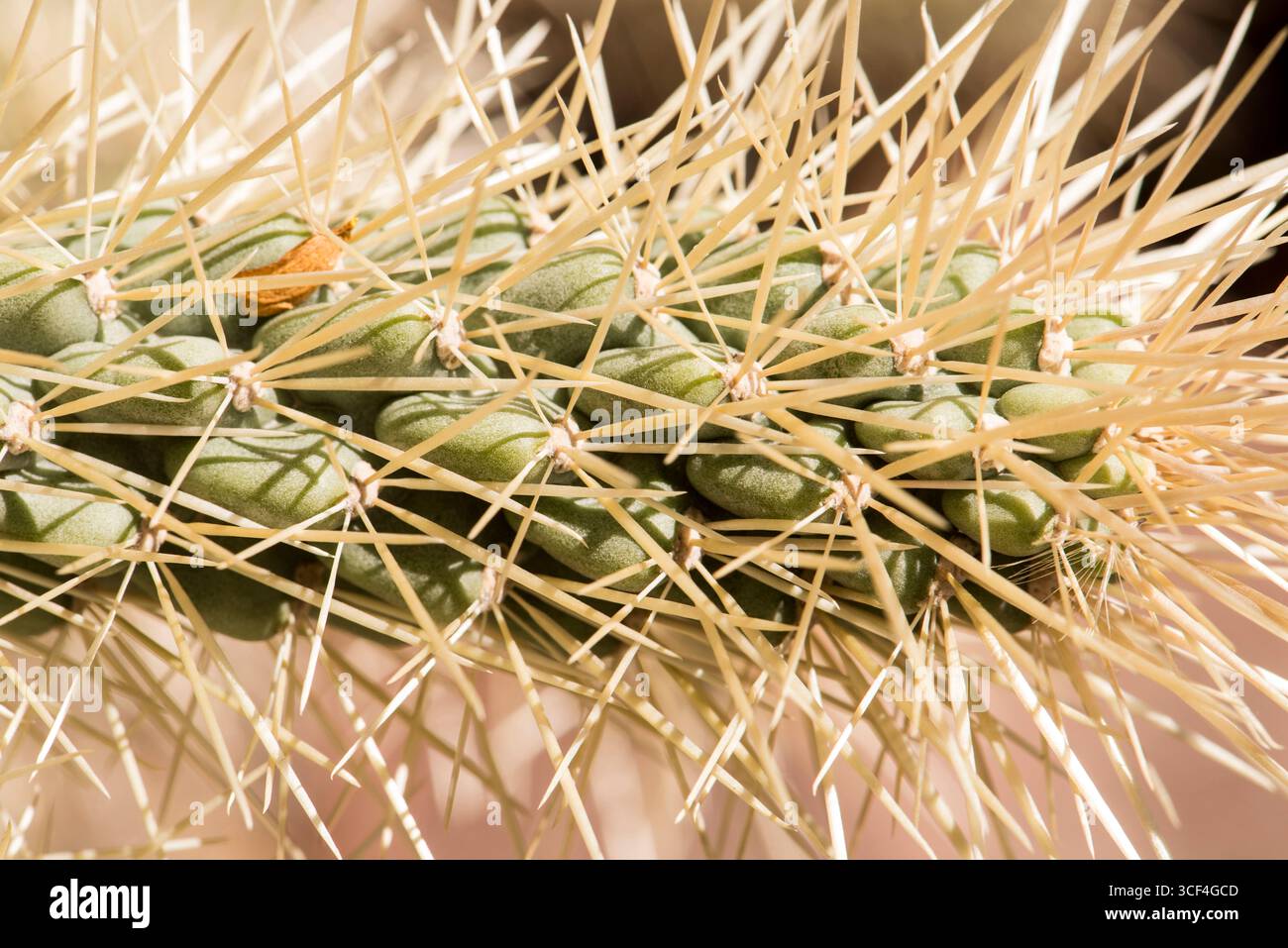 Cylindropuntia bigelovii, l'ours en peluche cholla, pousse dans les régions désertiques à des altitudes d'environ 3 000 pieds dans le 'désert bas' ou désert du Colorado de Sout Banque D'Images