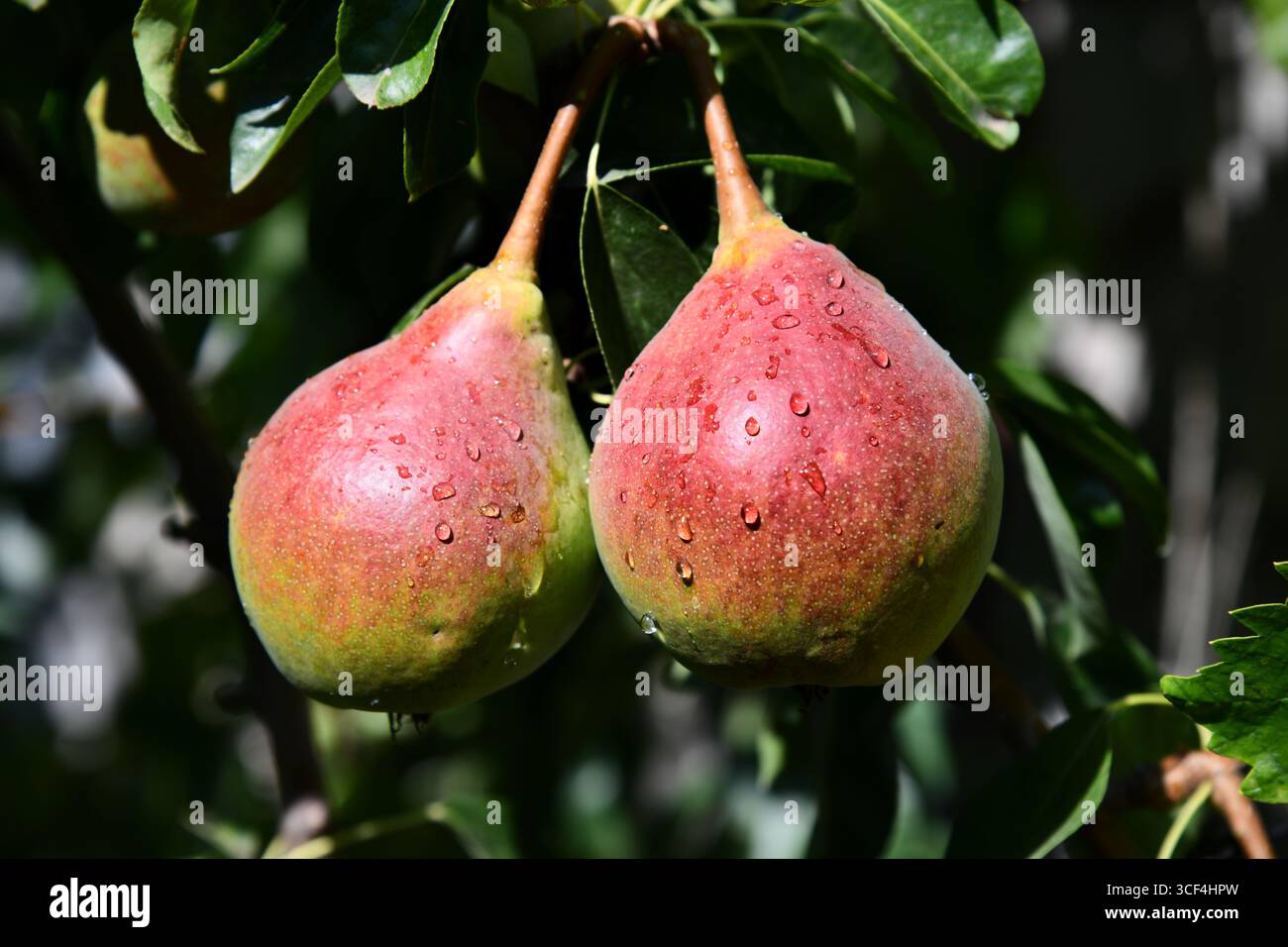 Deux poires sur une branche, mouillées de pluie. Frais, juteux et étincelant Banque D'Images
